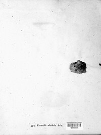 Parmelia ulothrix image